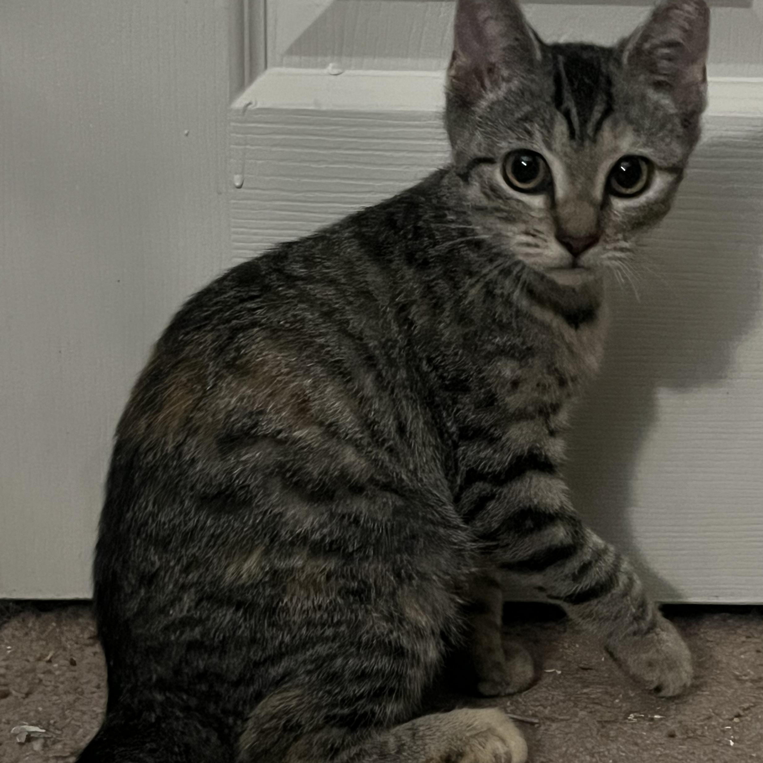 Enlarge Honeydew, a Adoptable Domestic Short Hair in Elkton, MD image 3/4