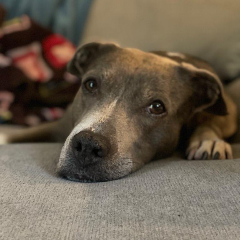 Enlarge Athena, a Adoptable mixed breed in Fairfax Station, VA image 2/6