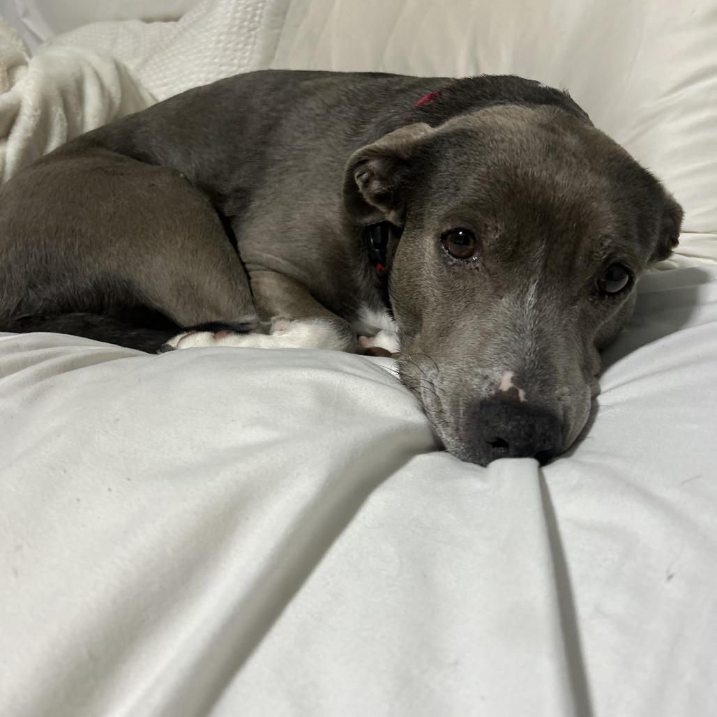 Enlarge Athena, a Adoptable mixed breed in Fairfax Station, VA image 3/6