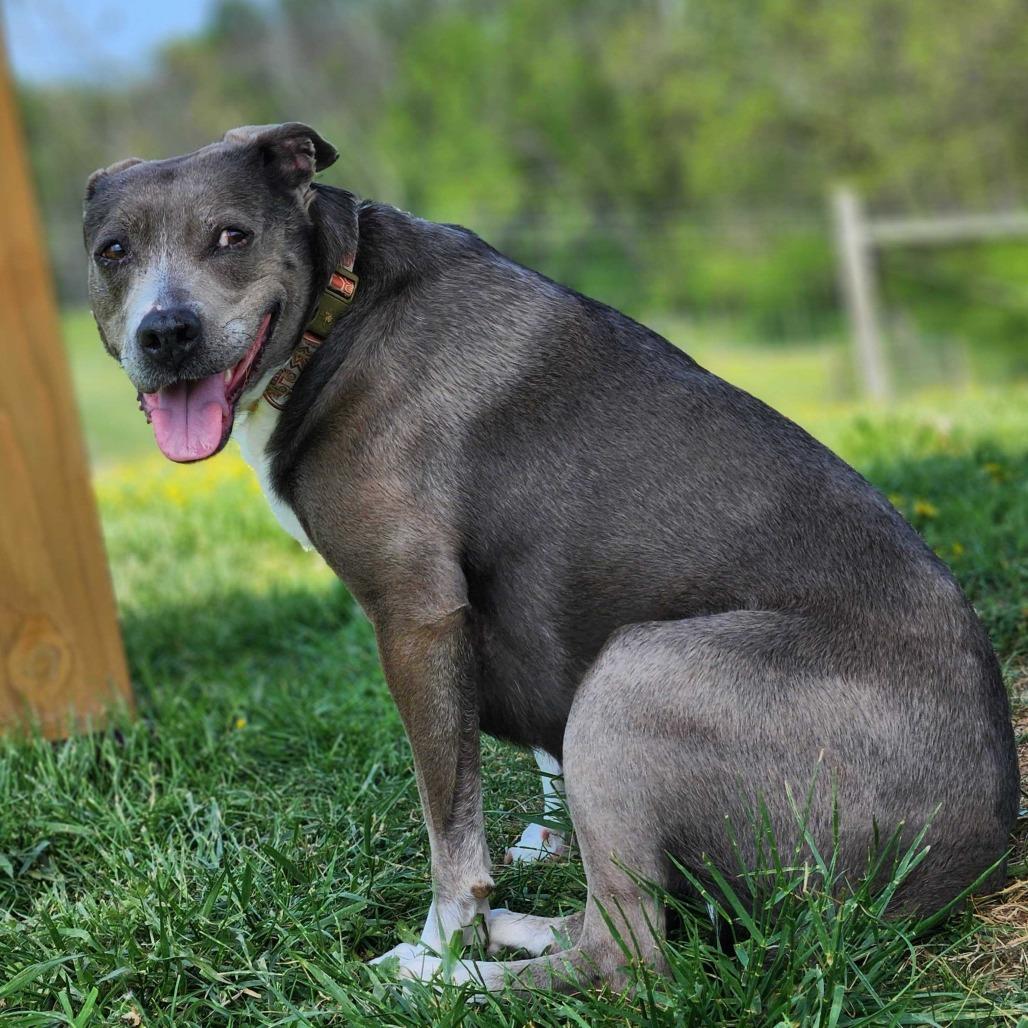 Enlarge Athena, a Adoptable mixed breed in Fairfax Station, VA image 4/6