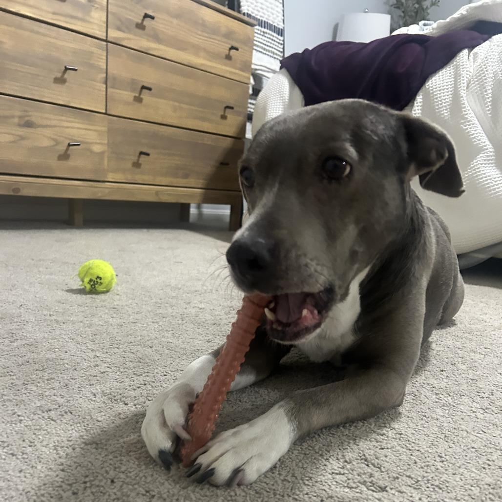 Enlarge Athena, a Adoptable mixed breed in Fairfax Station, VA image 5/6