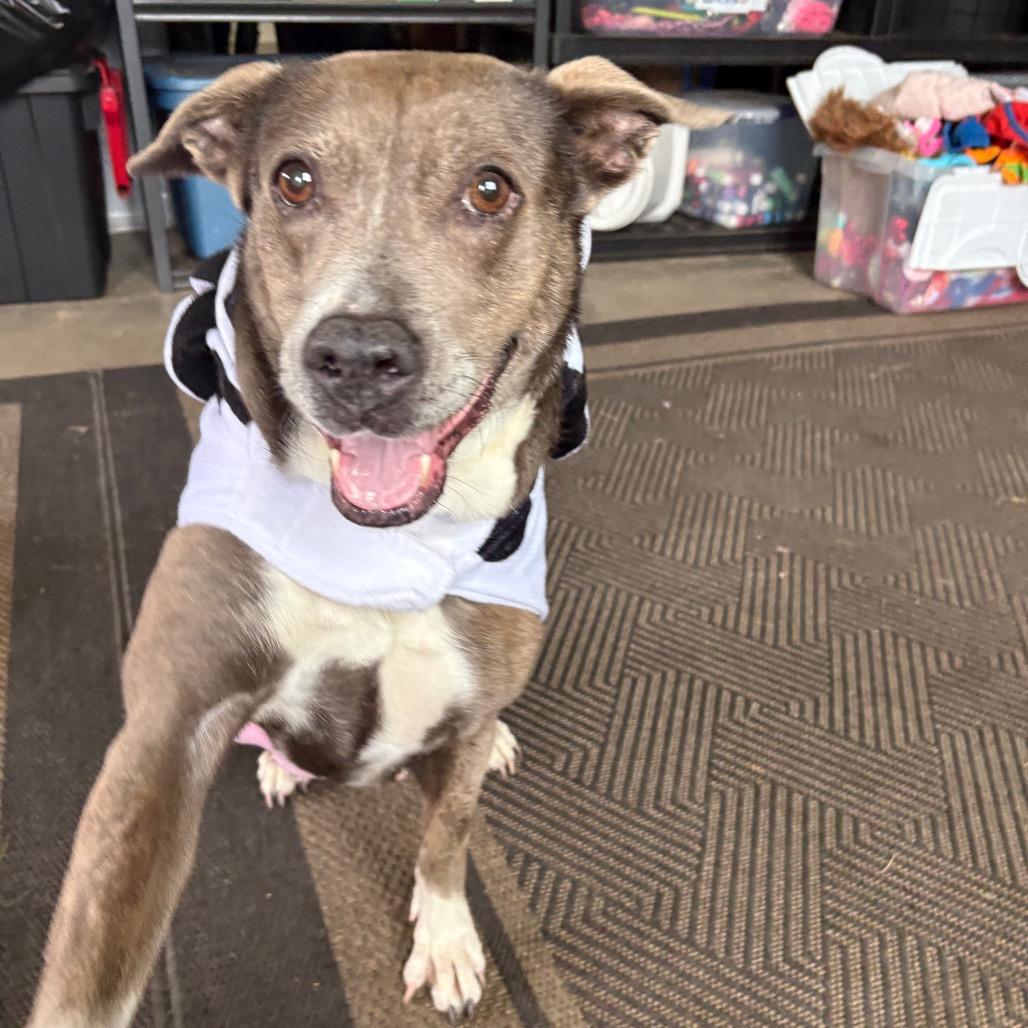Athena, a Adoptable mixed breed in Fairfax Station, VA image 5/6