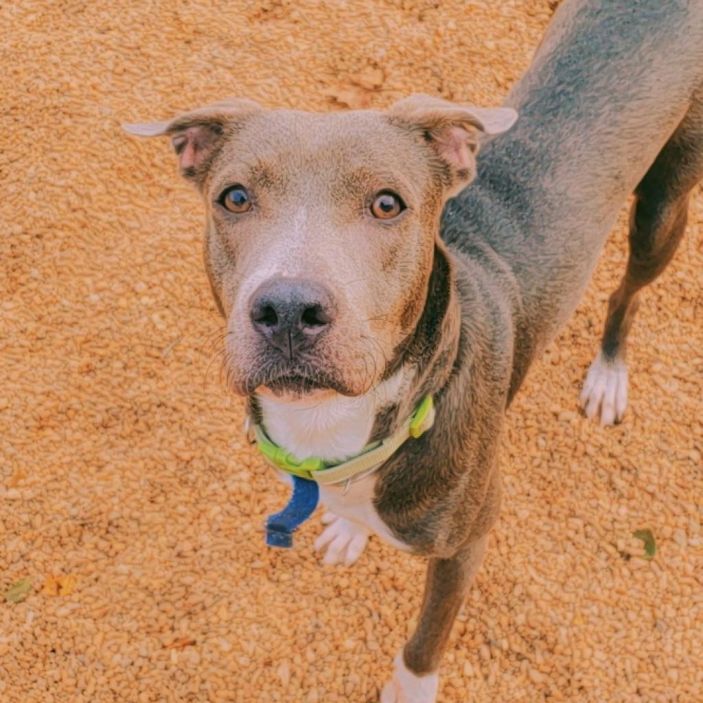 Enlarge Athena, a Adoptable mixed breed in Fairfax Station, VA image 6/6
