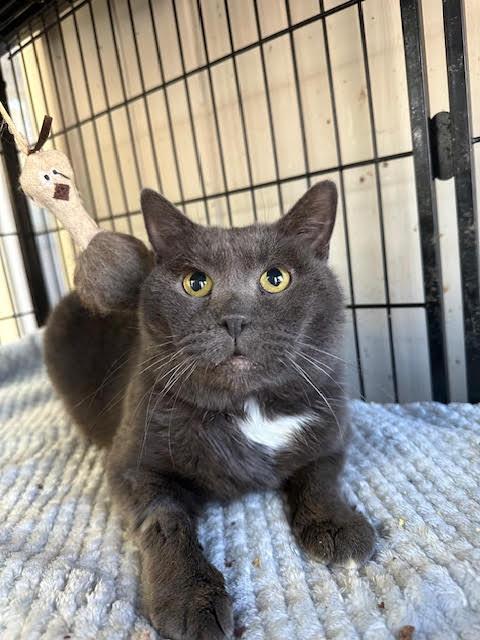 Enlarge Sonic, a Adoptable Domestic Short Hair in Broomall, PA image 1/3