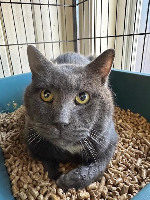 Enlarge Sonic, a Adoptable Domestic Short Hair in Broomall, PA image 2/3