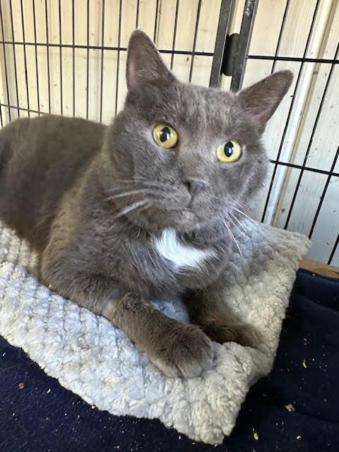 Enlarge Sonic, a Adoptable Domestic Short Hair in Broomall, PA image 3/3