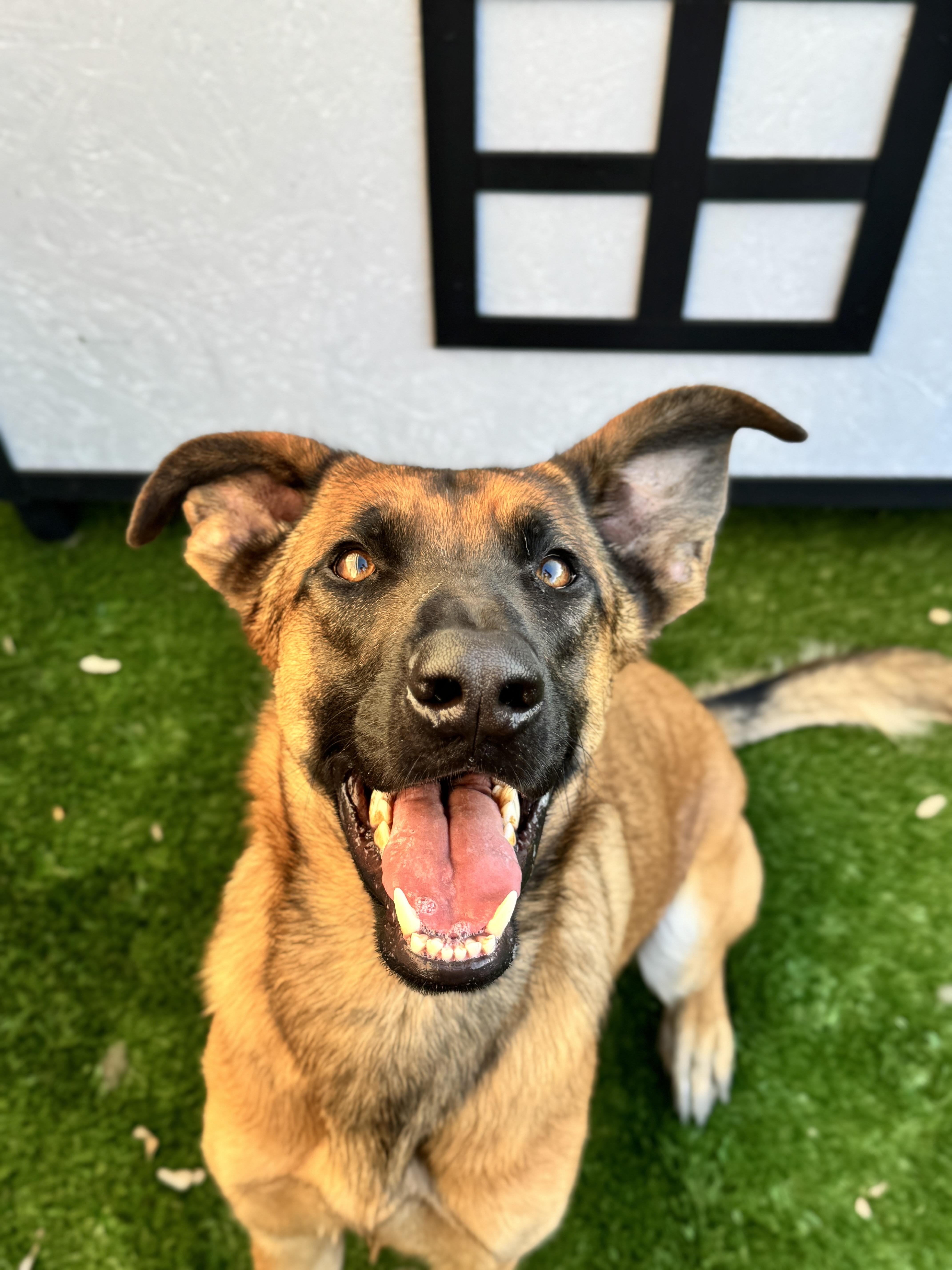 Rosie, Adoptable, Young Female German Shepherd Dog & Belgian Shepherd / Malinois.
