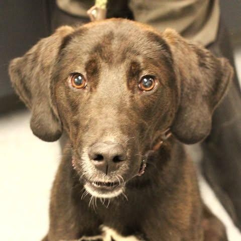 26-01064, adopted, Adult Male Black Labrador Retriever.