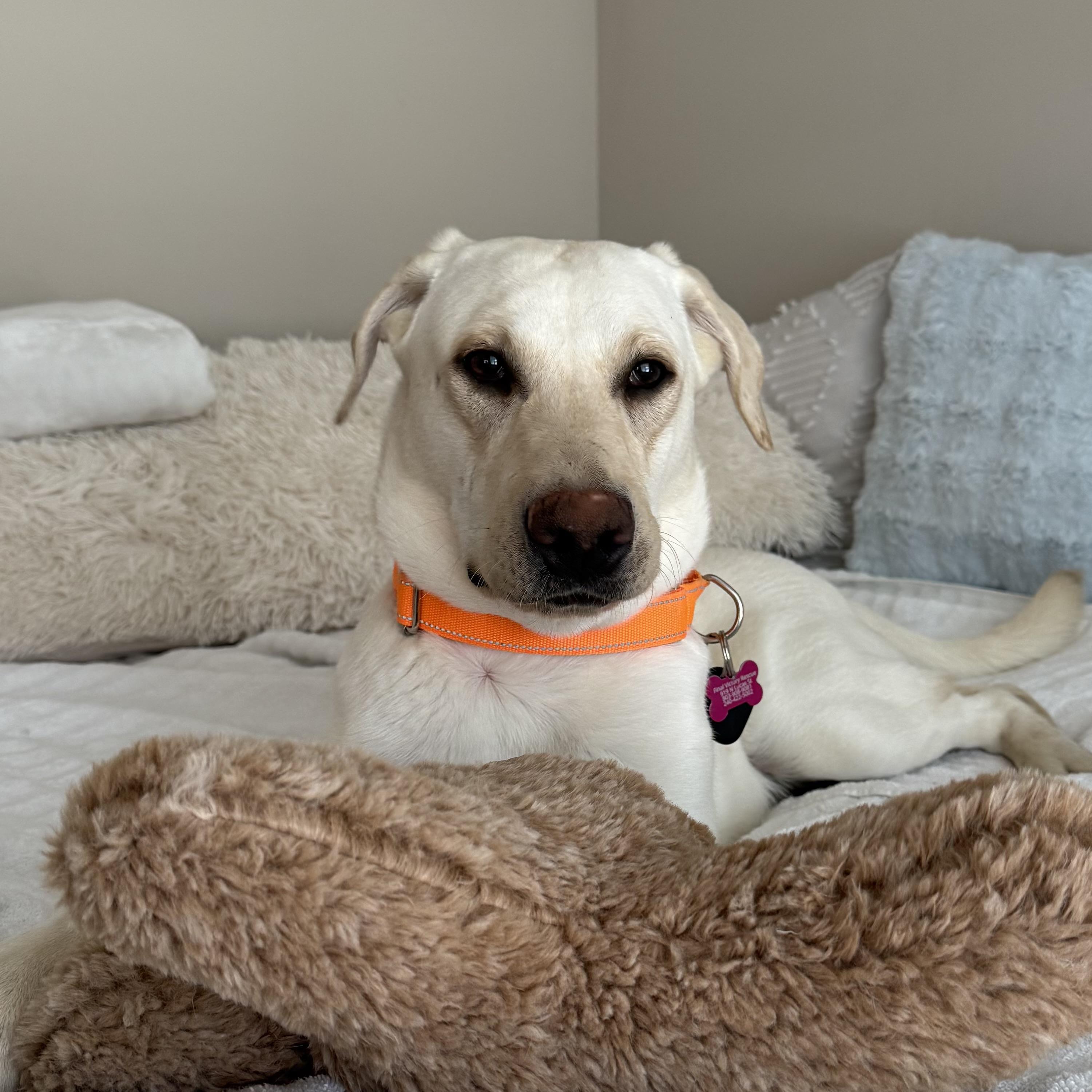 Kimmel — thumbnail 2