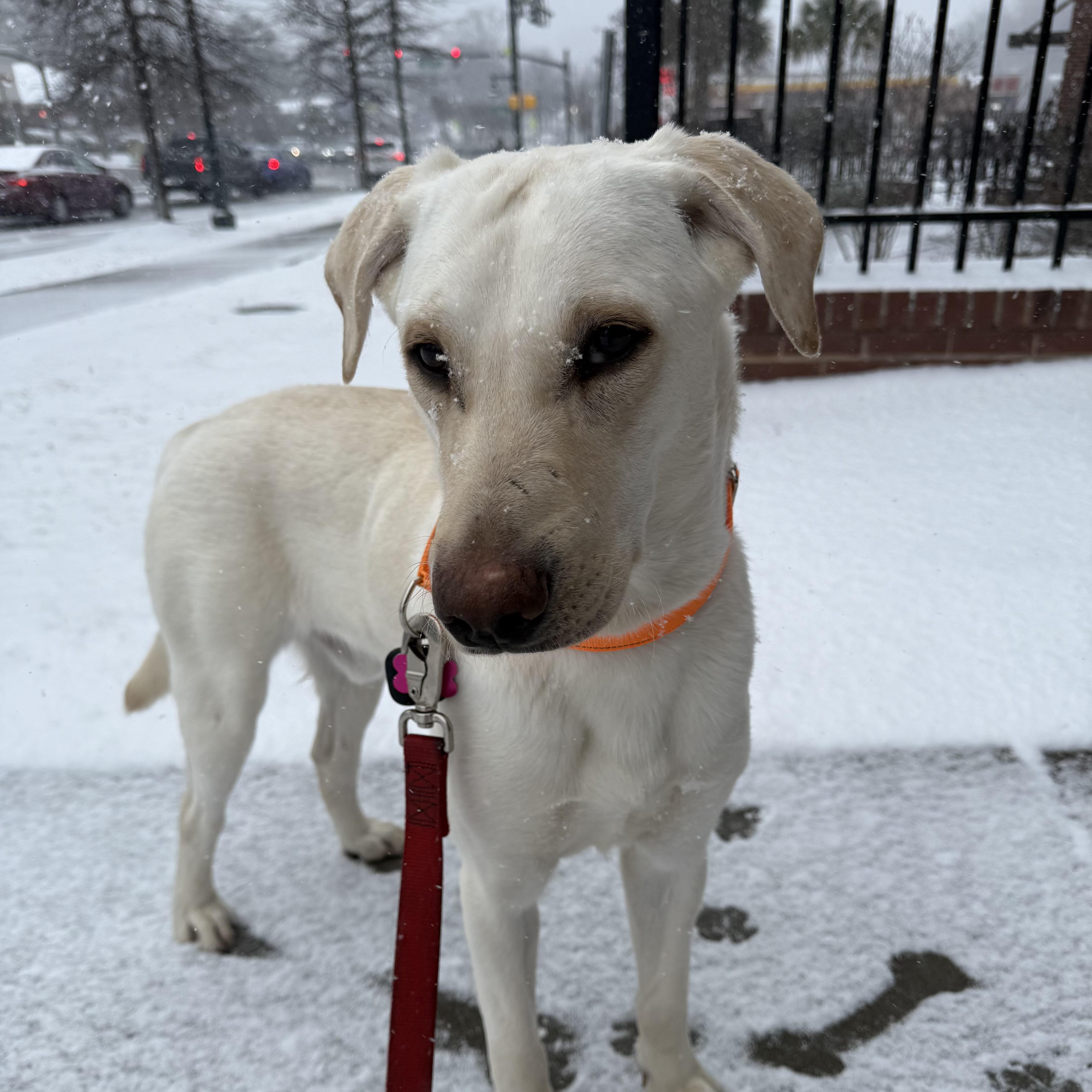 Kimmel — thumbnail 4