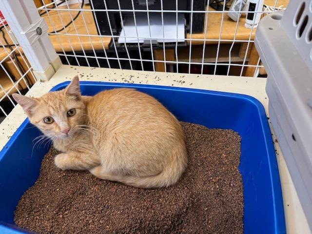 Enlarge Sosha, a Adoptable Tabby in Grand Junction, CO image 1/2