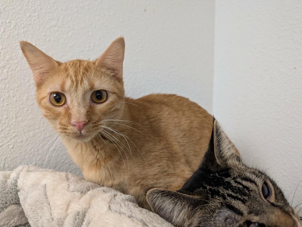 Enlarge Sosha, a Adoptable Tabby in Grand Junction, CO image 2/2