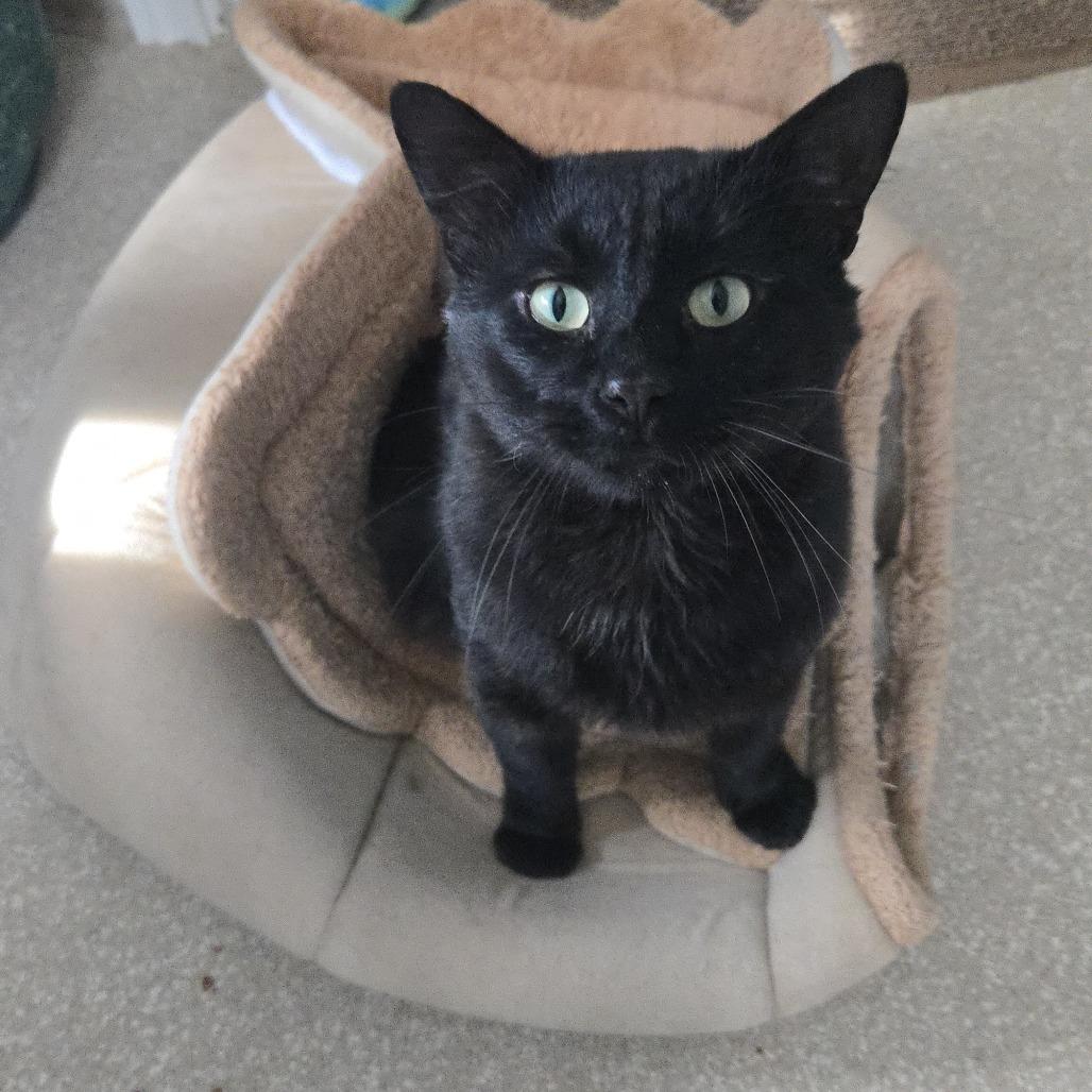 Merlin, Adoptable, Adult Male Domestic Medium Hair.