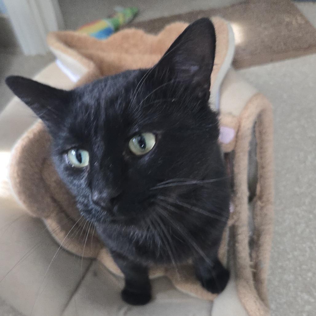 Enlarge Merlin, a Adoptable Domestic Medium Hair in Salisbury, MA image 2/6