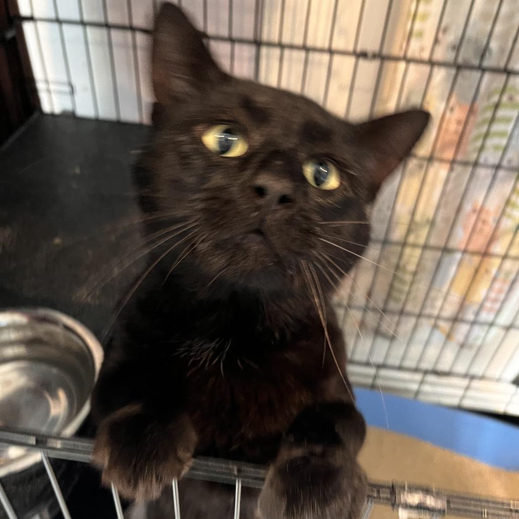 Enlarge Merlin, a Adoptable Domestic Medium Hair in Salisbury, MA image 3/6