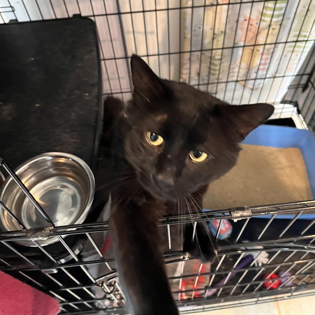 Enlarge Merlin, a Adoptable Domestic Medium Hair in Salisbury, MA image 4/6