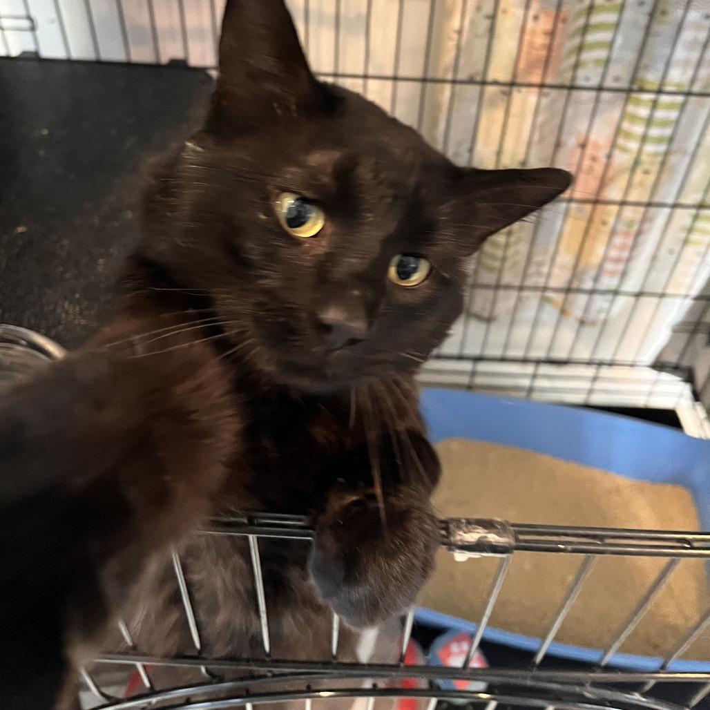 Enlarge Merlin, a Adoptable Domestic Medium Hair in Salisbury, MA image 5/6