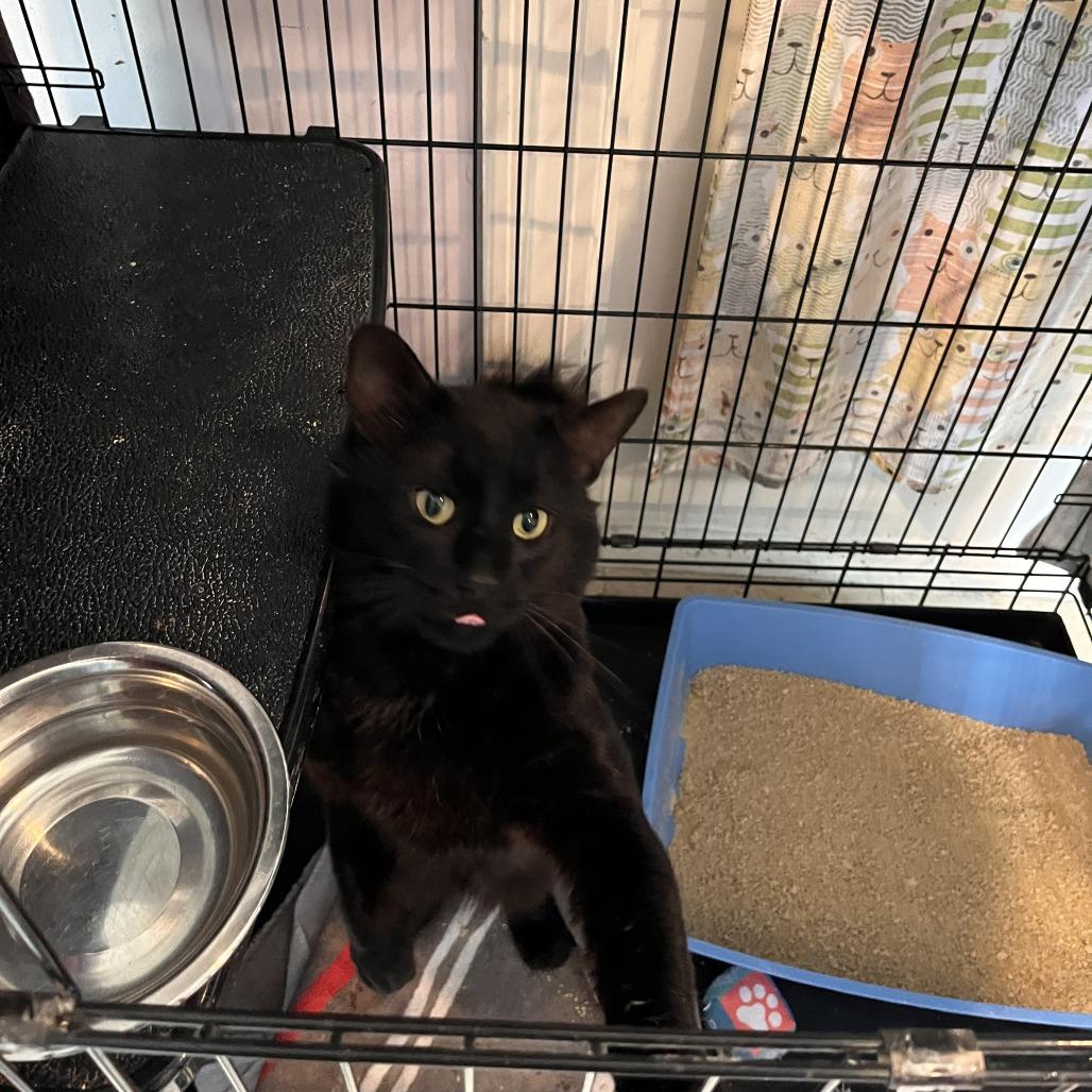 Enlarge Merlin, a Adoptable Domestic Medium Hair in Salisbury, MA image 6/6