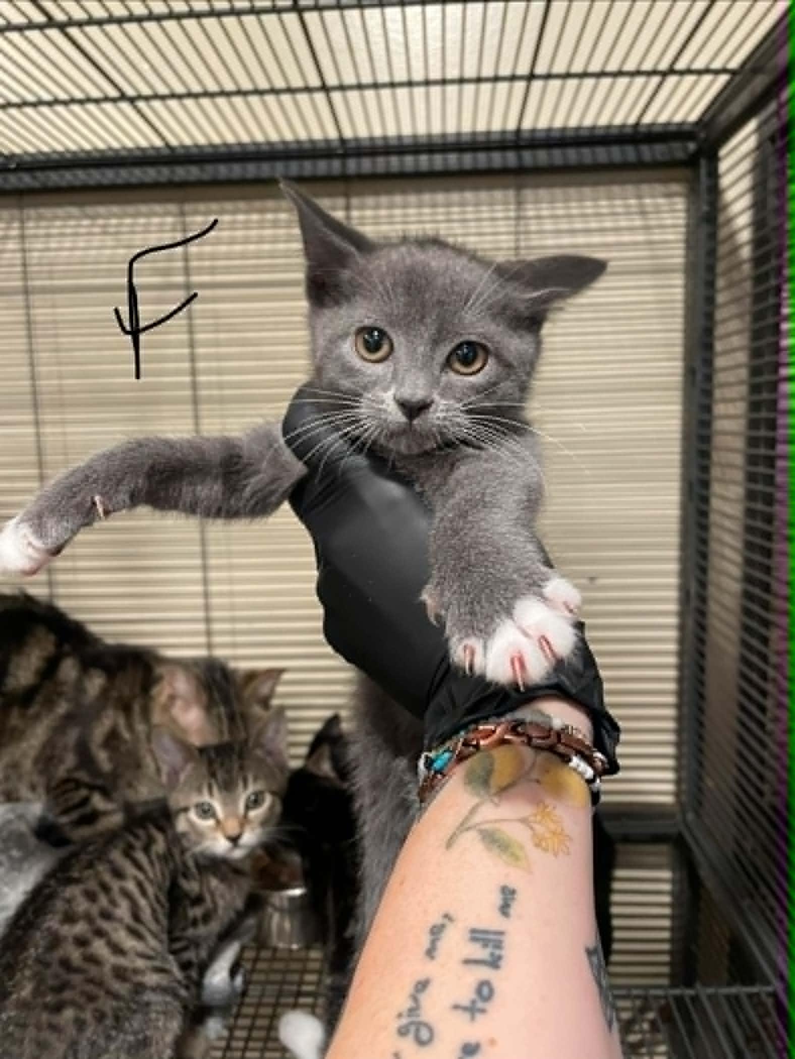 Vanessa, ADOPTABLE, Kitten Female Domestic Short Hair.