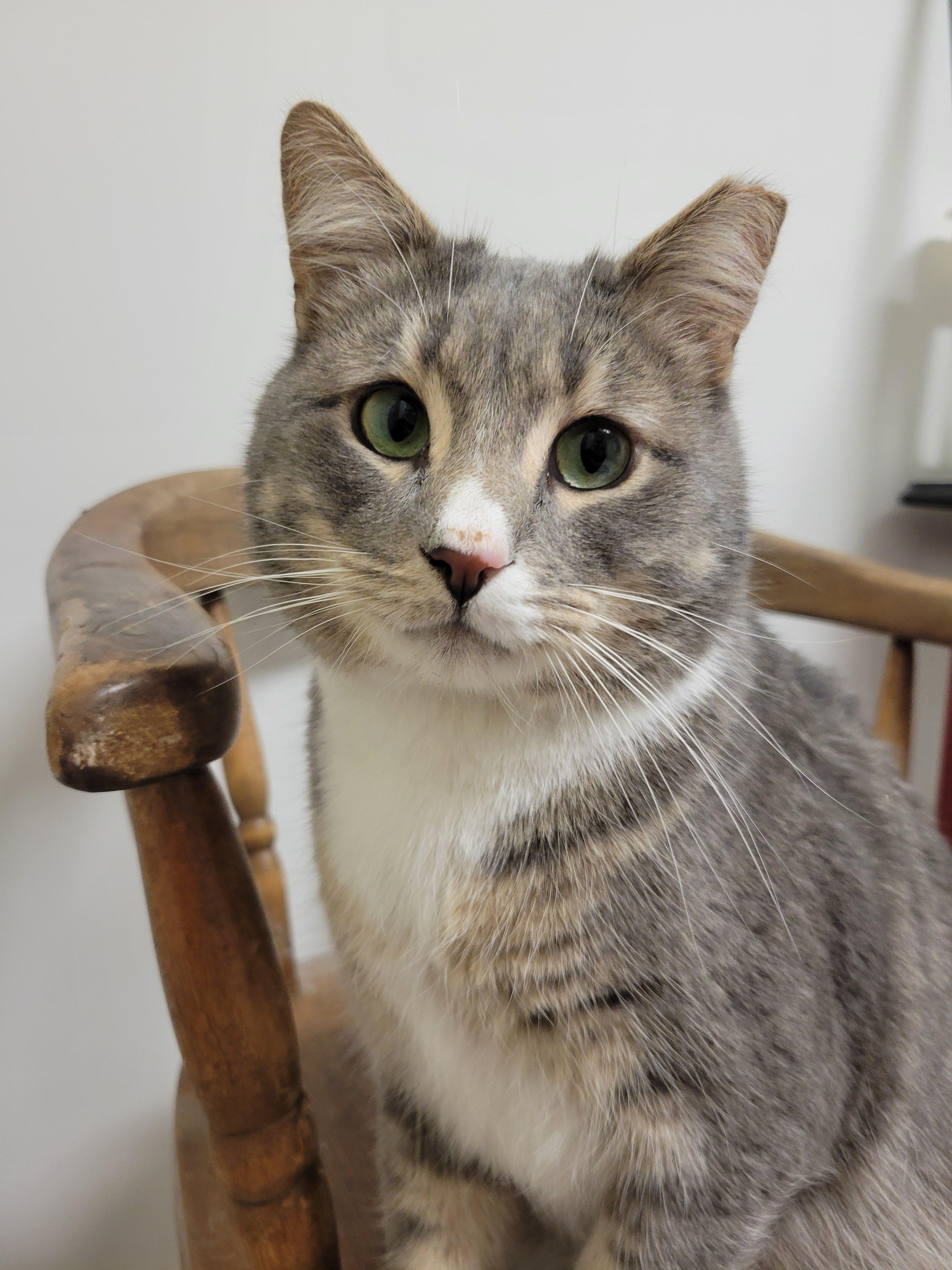 Enlarge Gru, a Adoptable mixed breed in Hershey, PA image 2/6