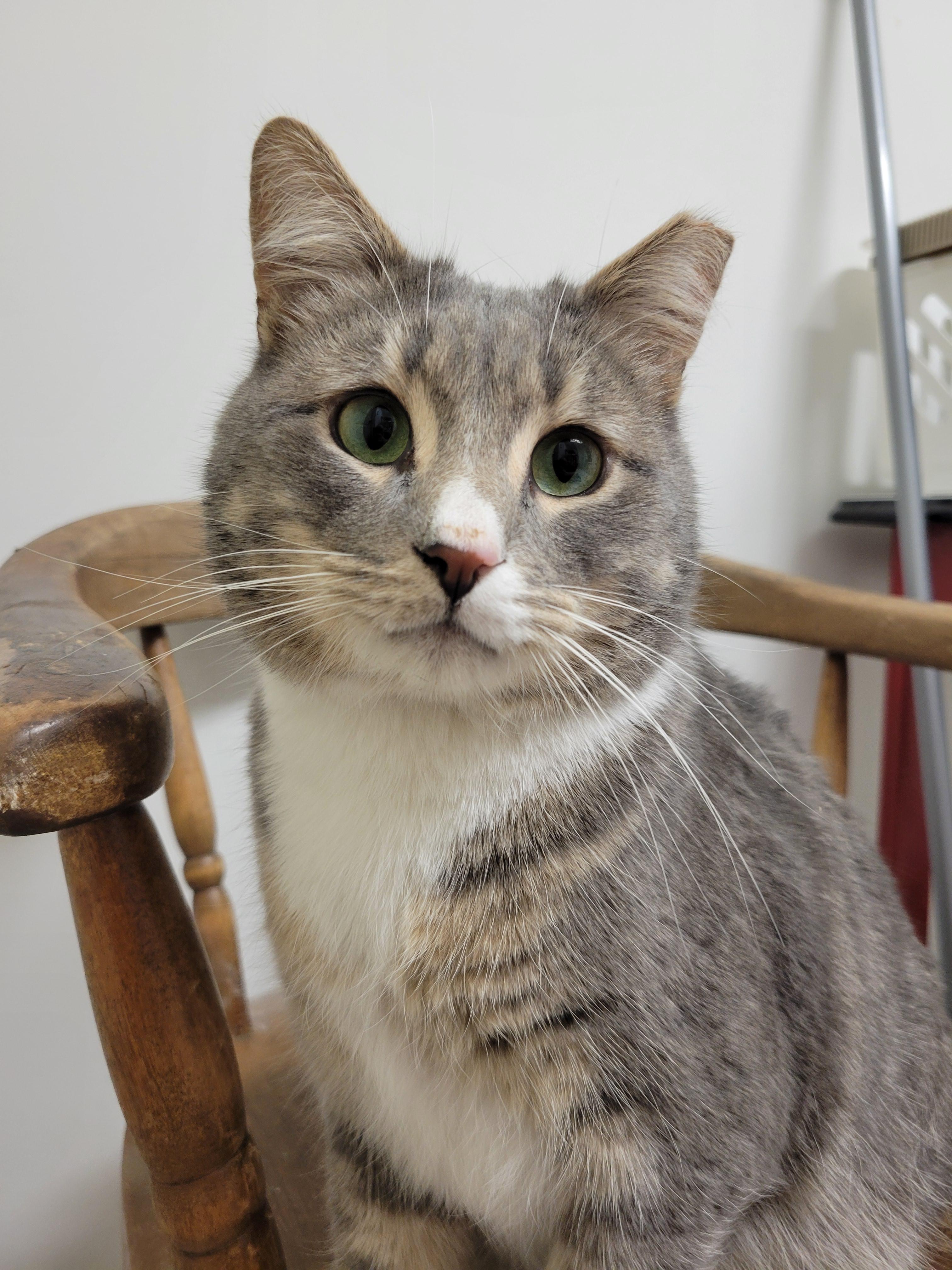 Enlarge Gru, a Adoptable mixed breed in Hershey, PA image 3/6