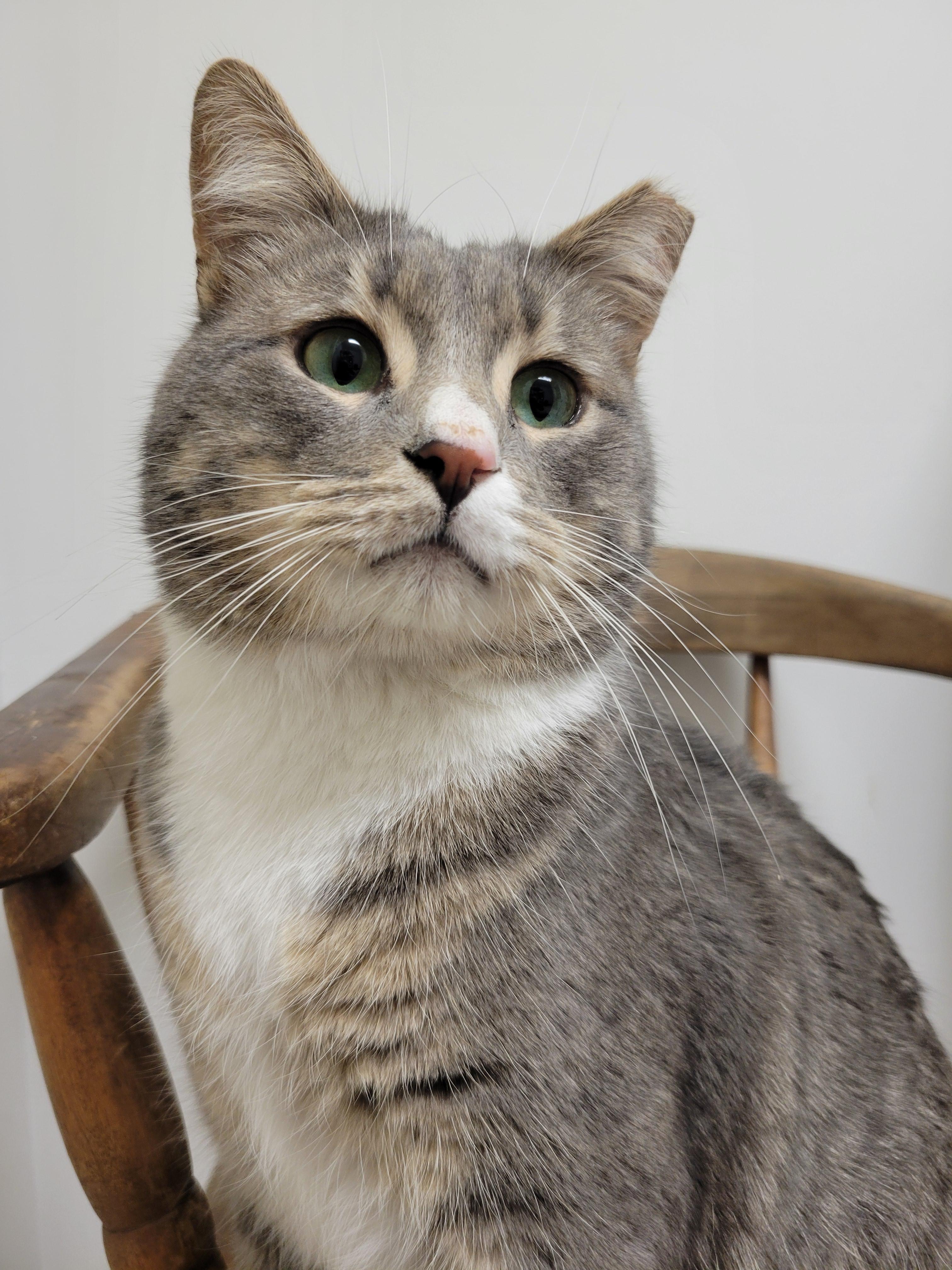 Enlarge Gru, a Adoptable mixed breed in Hershey, PA image 4/6