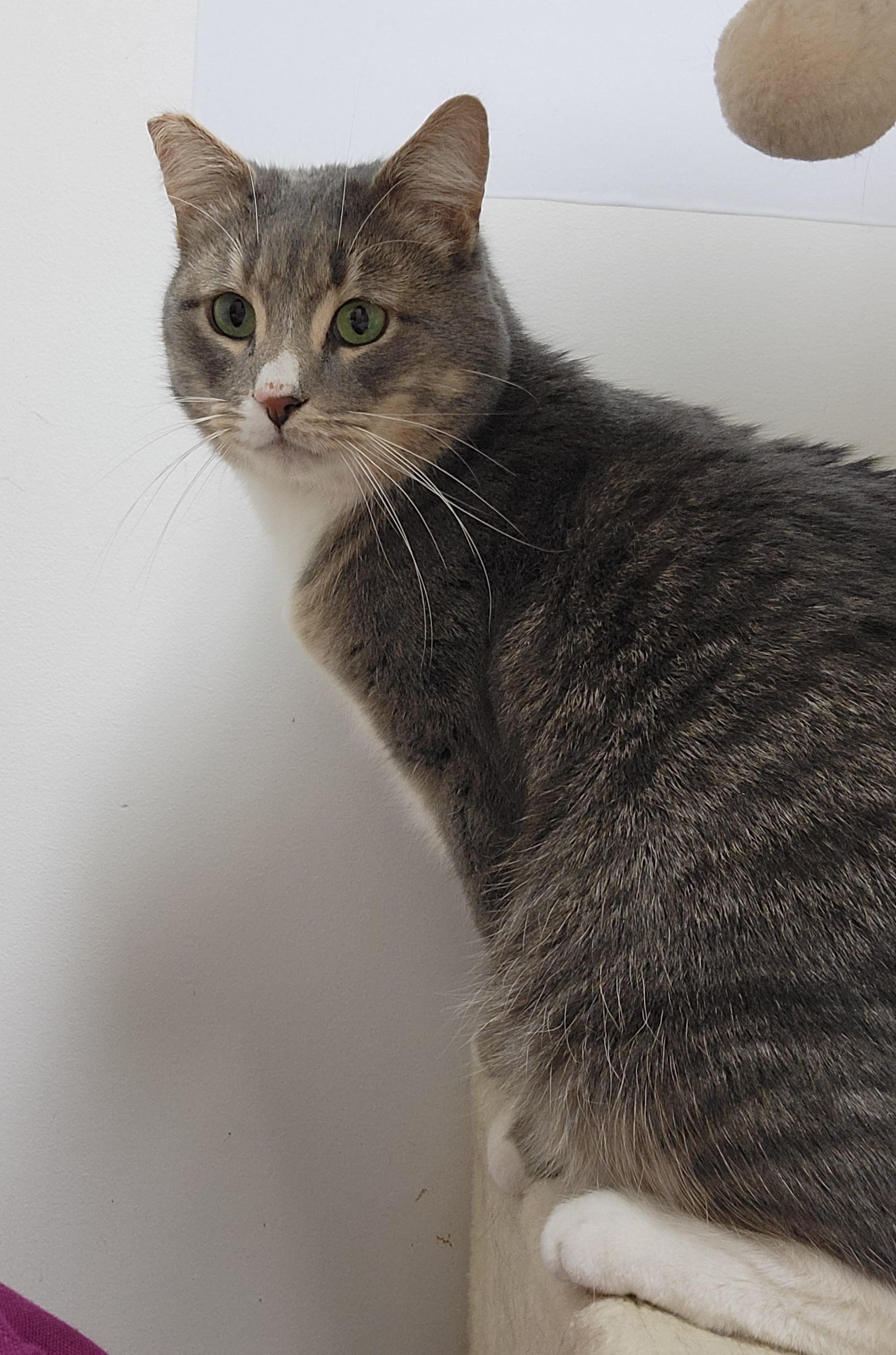 Enlarge Gru, a Adoptable mixed breed in Hershey, PA image 5/6