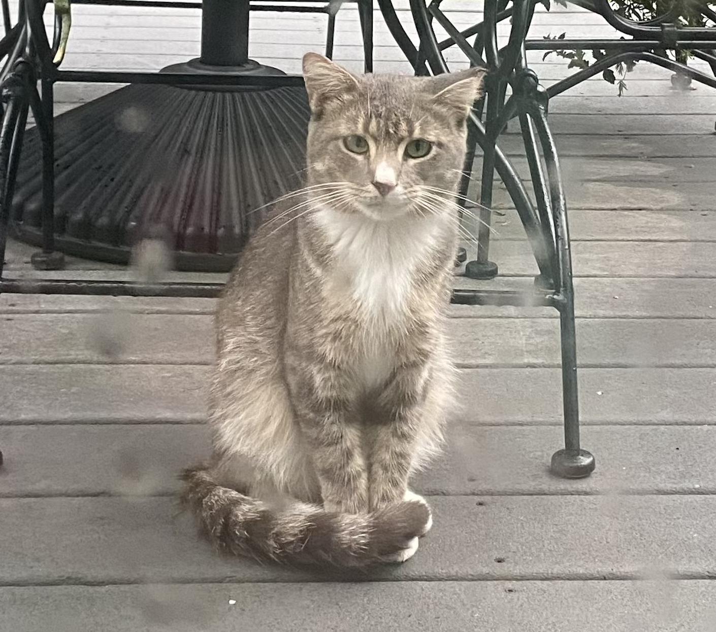 Enlarge Gru, a Adoptable mixed breed in Hershey, PA image 6/6