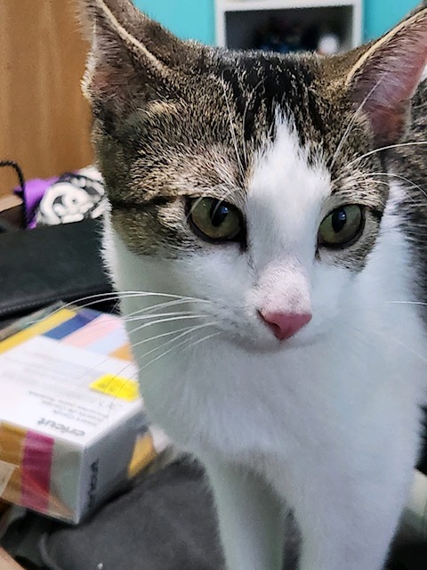 Olivia Benson
