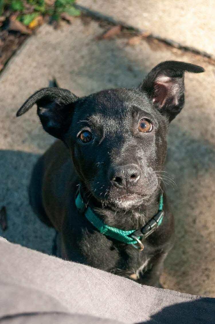 Enlarge Dumpling, an adopted mixed breed in Bromley, KY image 2/5