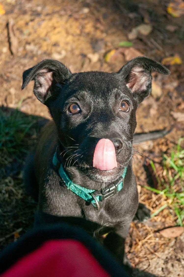 Dumpling, adopted, Puppy Female Mixed Breed & German Shepherd Dog.