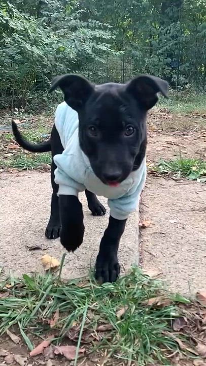 Enlarge Dumpling, an adopted mixed breed in Bromley, KY video 5/5