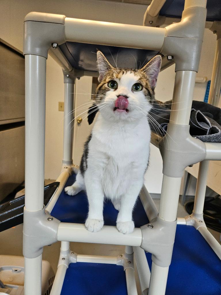 Bloom, Adoptable, Young Female Domestic Short Hair.