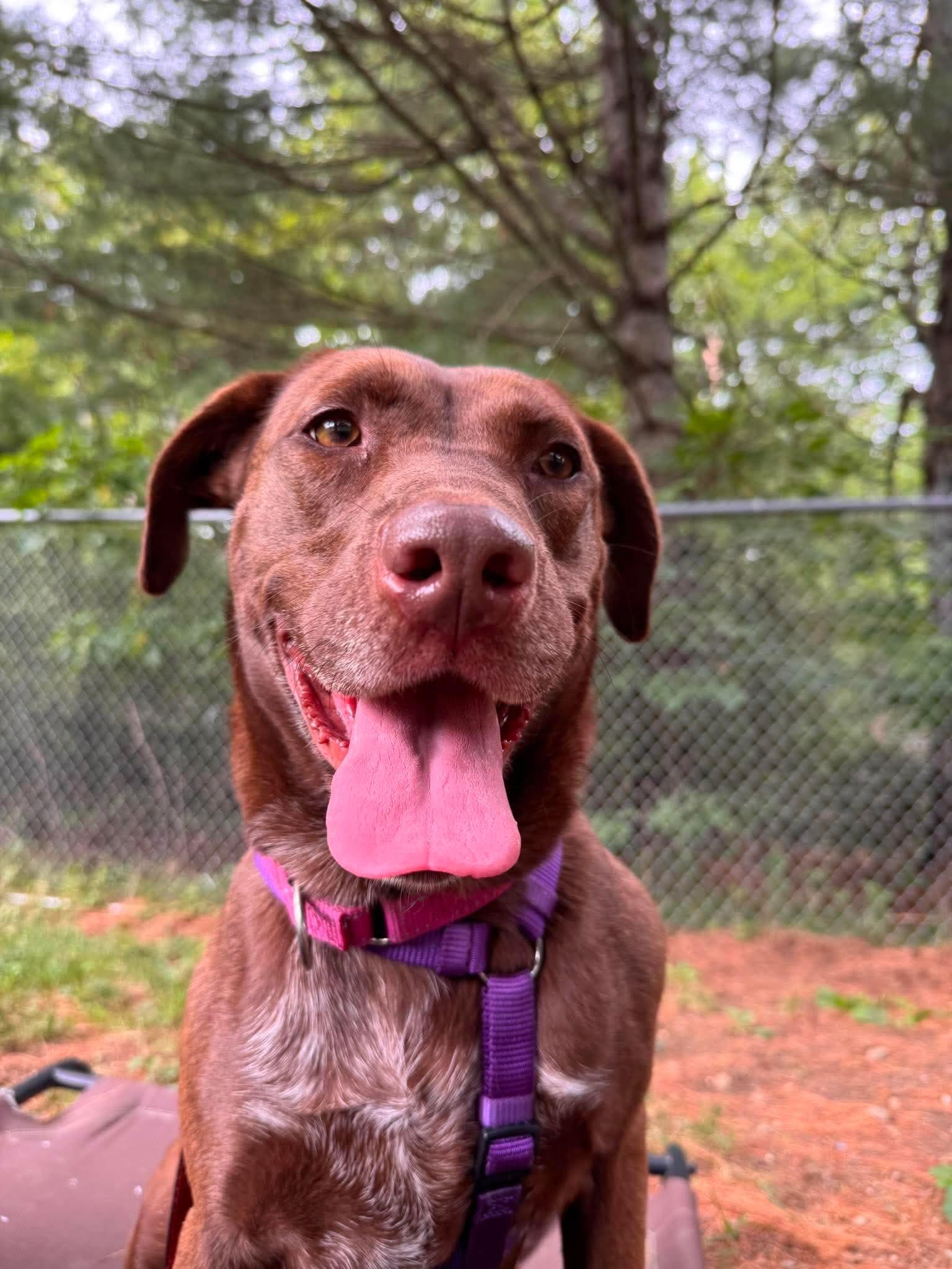 Root, Adoptable, Young Female Mixed Breed.