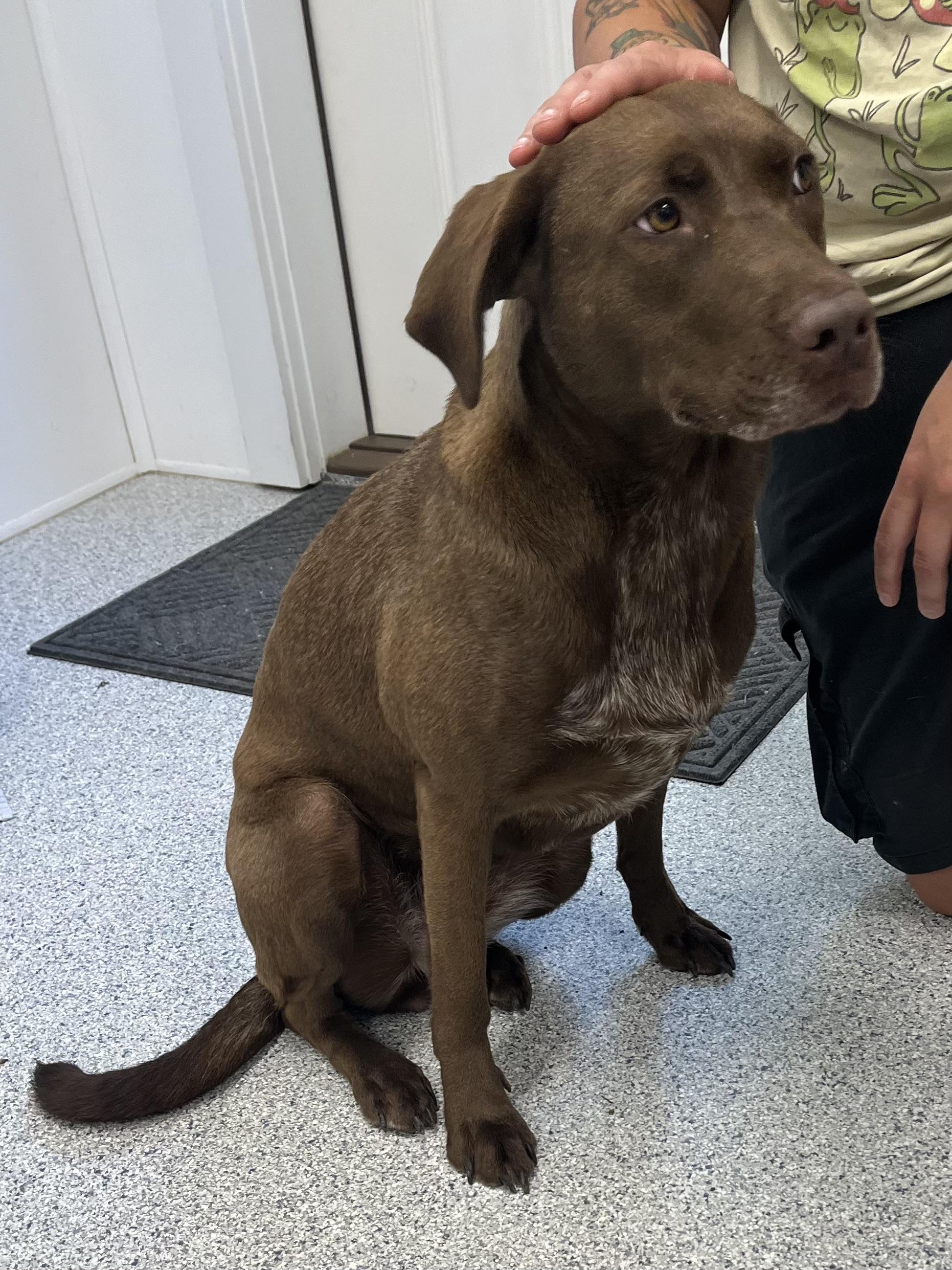 Root, a Adoptable mixed breed in Cherryfield, ME image 2/3