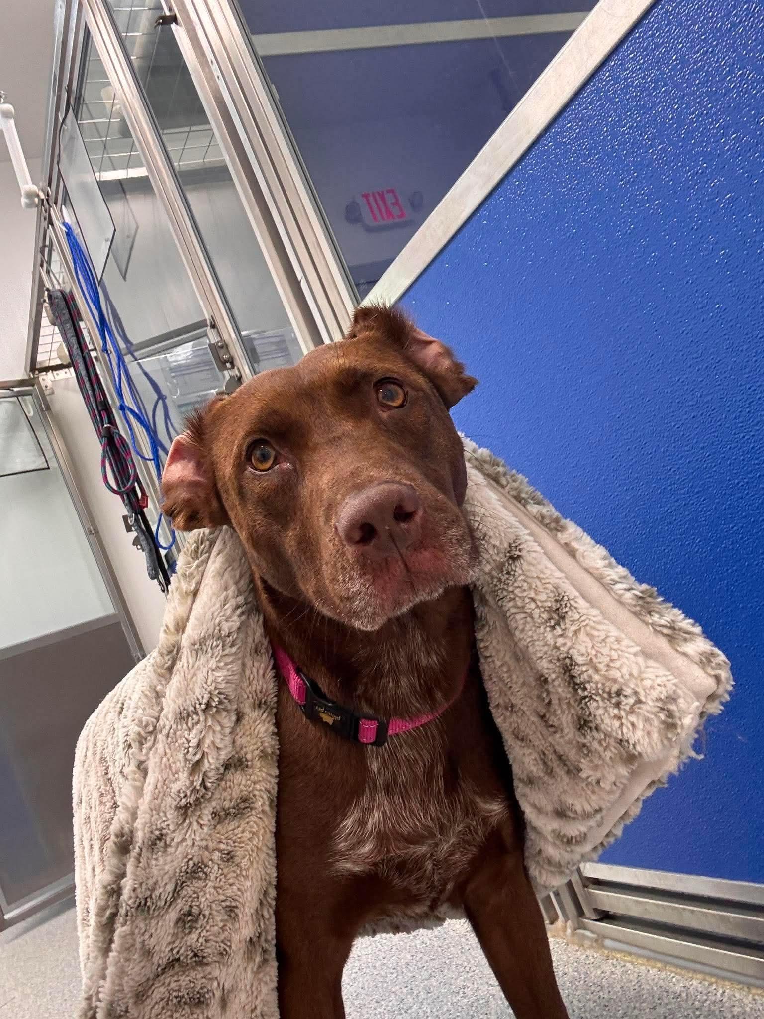 Root, a Adoptable mixed breed in Cherryfield, ME image 3/3