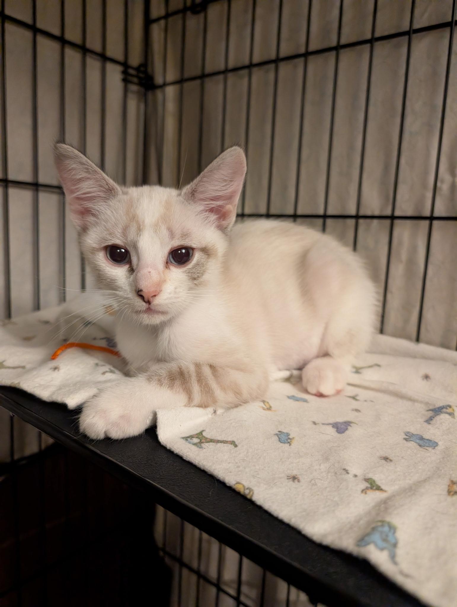 Houki, Adoptable, Kitten Female Snowshoe.