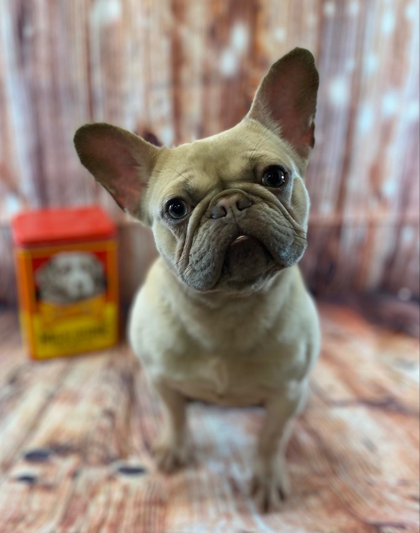 Mabel, Adopted, Young Female French Bulldog.