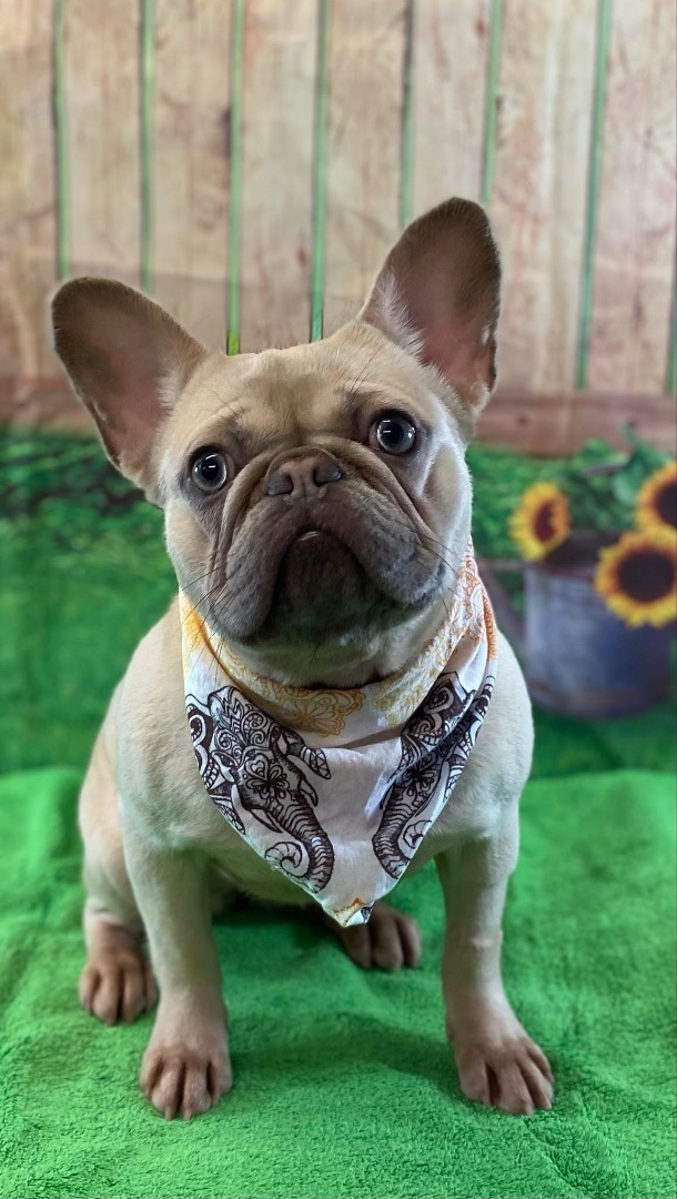 Enlarge Mabel, a Adopted French Bulldog in Grayson, GA image 2/6