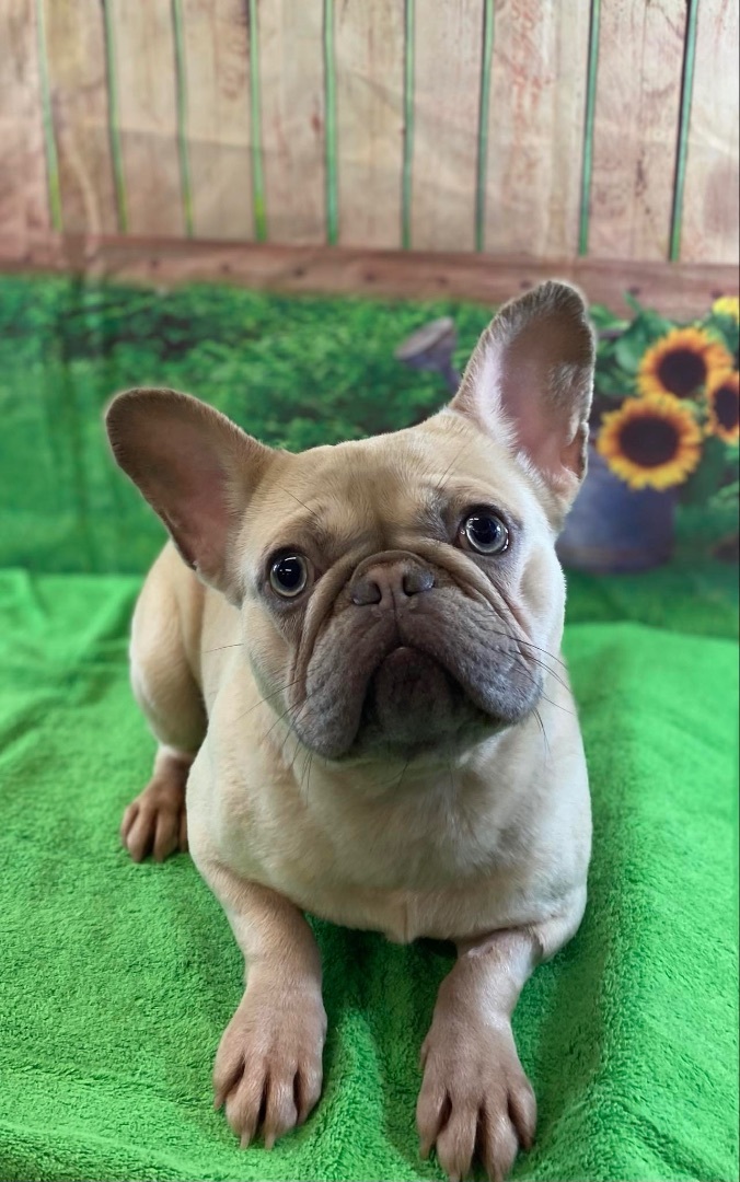 Enlarge Mabel, a Adopted French Bulldog in Grayson, GA image 3/6