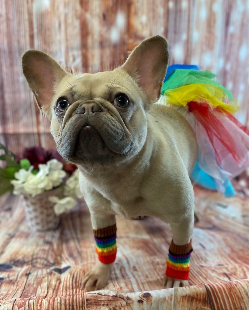 Enlarge Mabel, a Adopted French Bulldog in Grayson, GA image 4/6