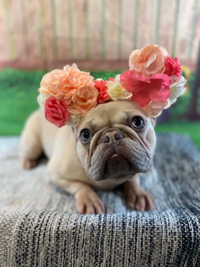 Enlarge Mabel, a Adopted French Bulldog in Grayson, GA image 5/6