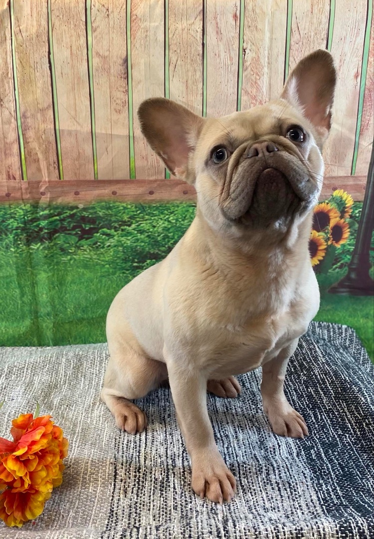 Enlarge Mabel, a Adopted French Bulldog in Grayson, GA image 6/6