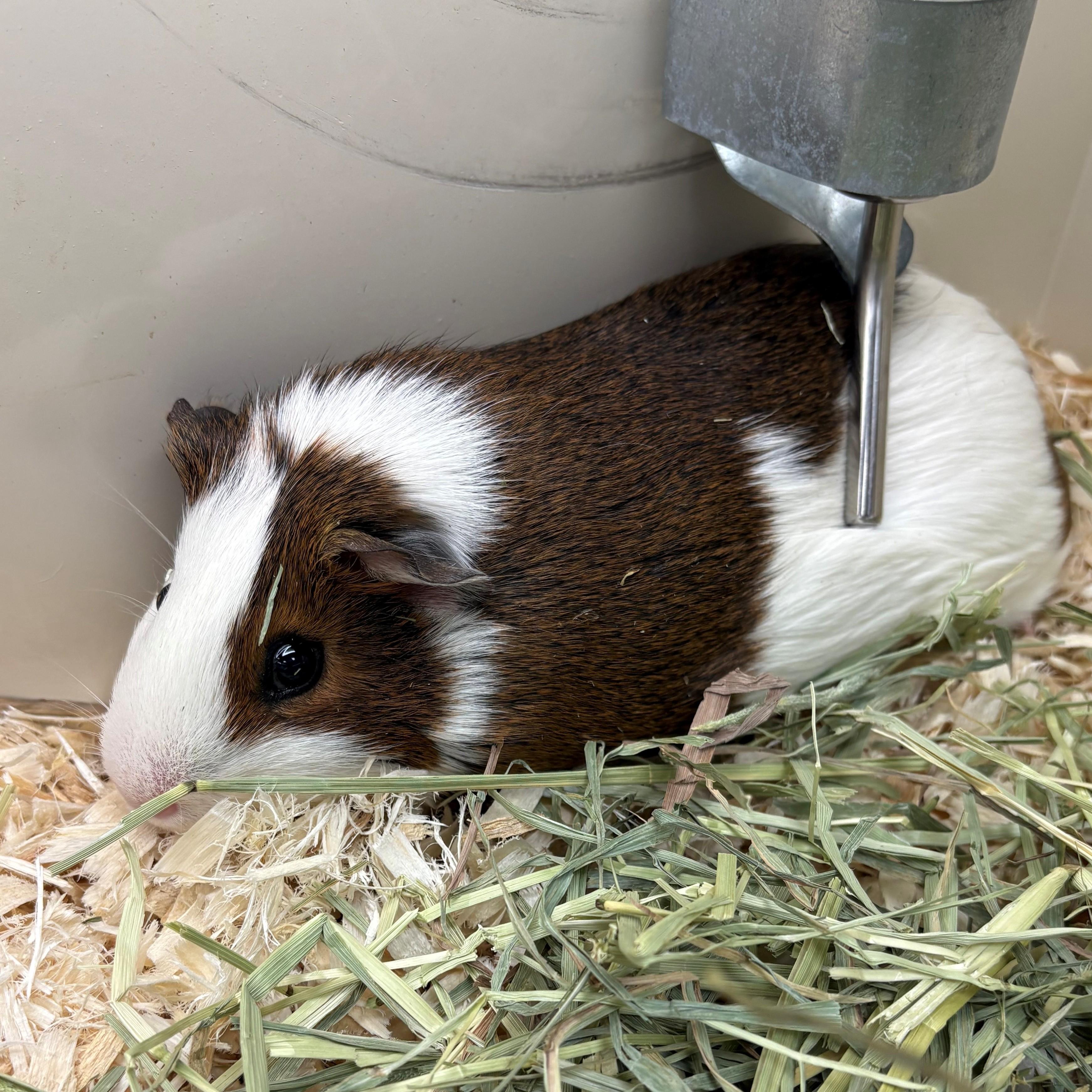 Enlarge Jammy & Elucia- #51055/51056, a ADOPTABLE Guinea Pig in Columbia, MD image 3/3