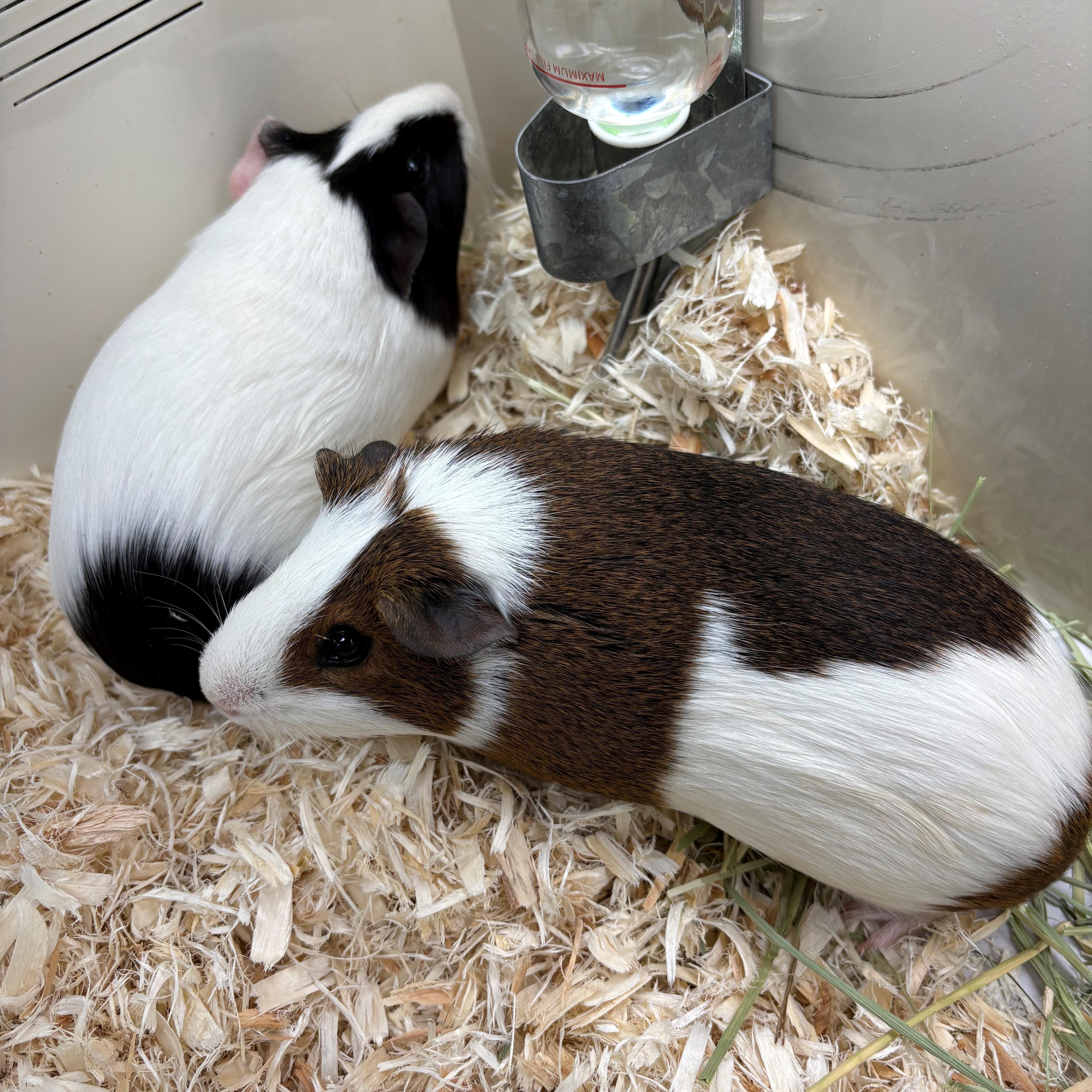 Jammy & Elucia- #51055/51056, ADOPTABLE, Adult Female Guinea Pig.