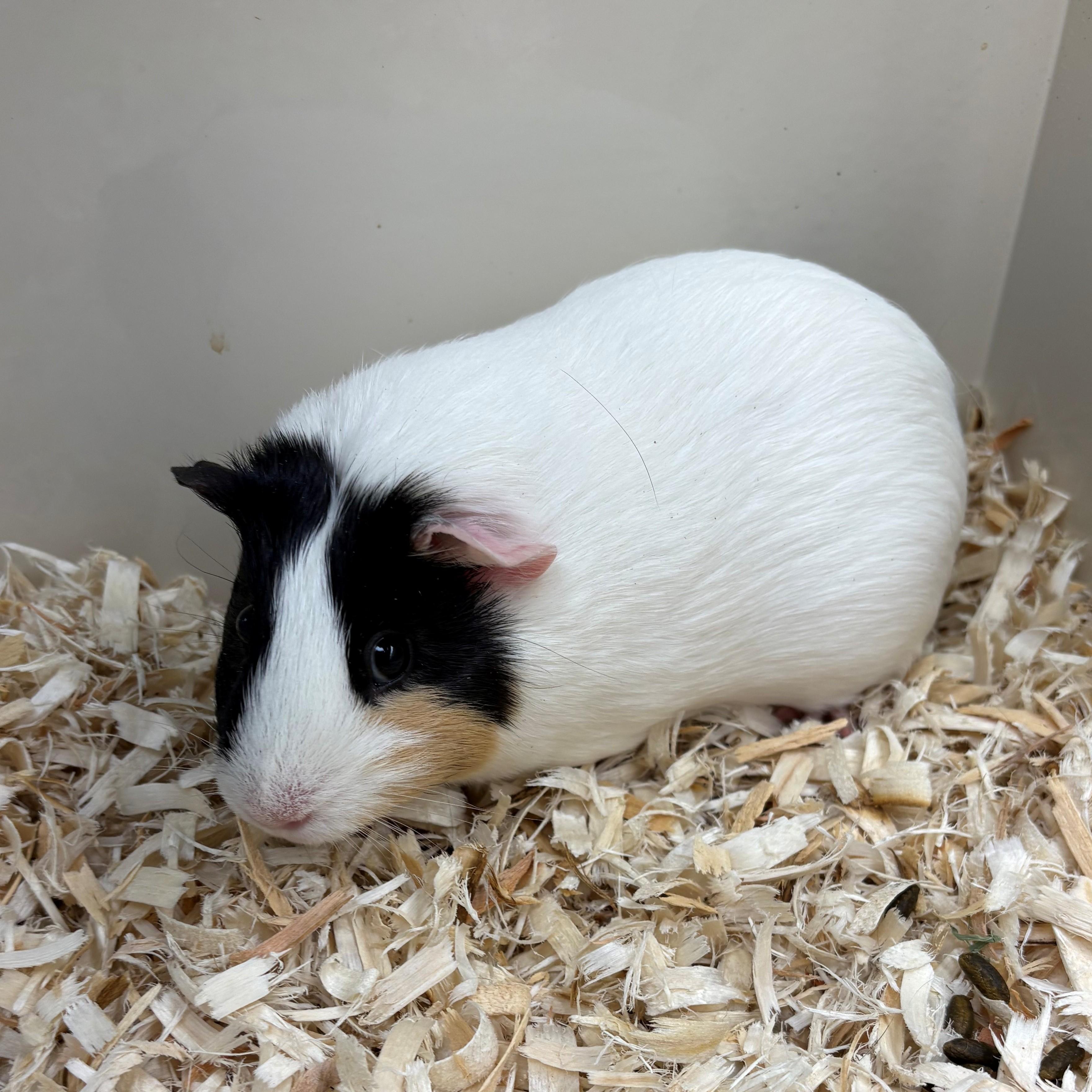 Enlarge Jammy & Elucia- #51055/51056, a ADOPTABLE Guinea Pig in Columbia, MD image 2/3