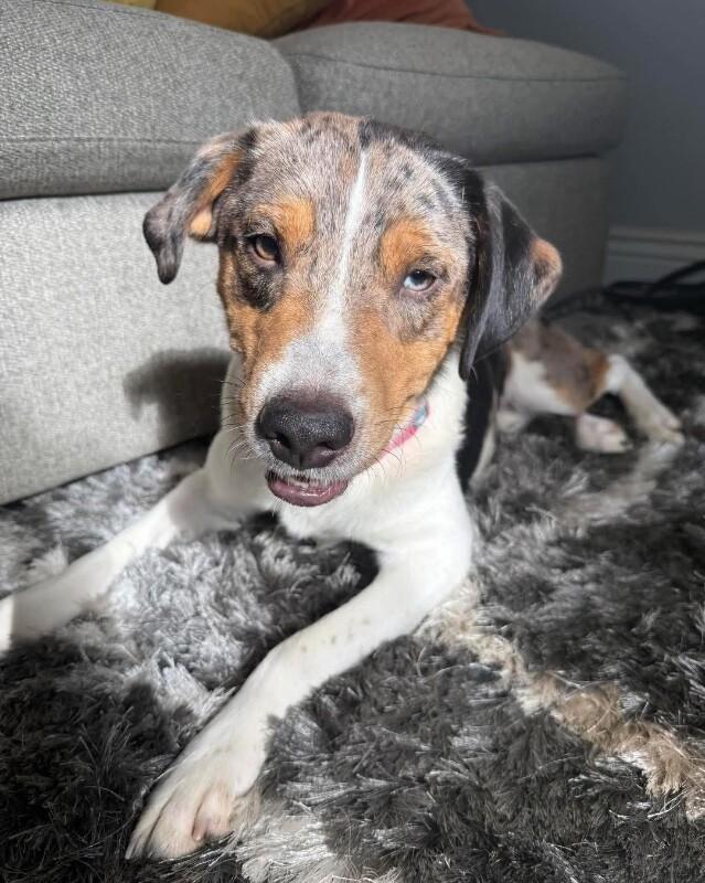 Pigeon, Adoptable, Adult Male Catahoula Leopard Dog.
