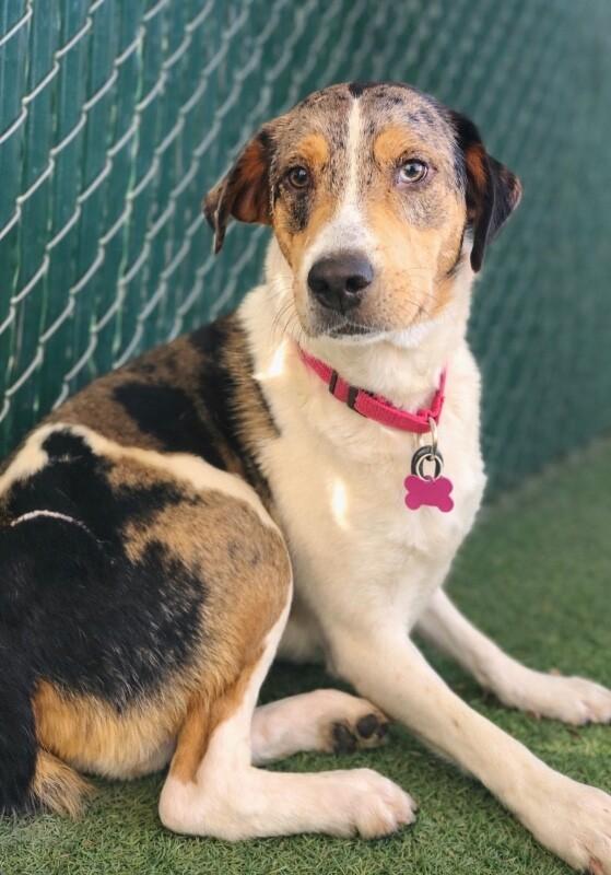Pigeon, Adoptable, Adult Male Catahoula Leopard Dog.