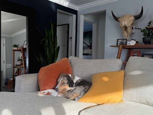 Pigeon — thumbnail 3