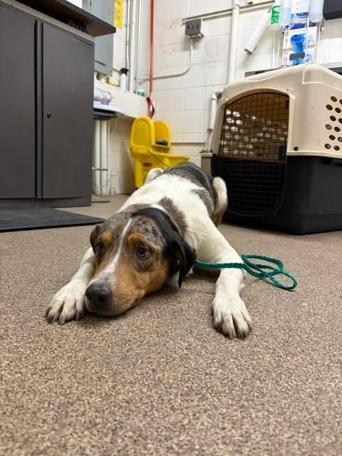Pigeon, a Adoptable Catahoula Leopard Dog in Fruit Heights, UT image 2/2